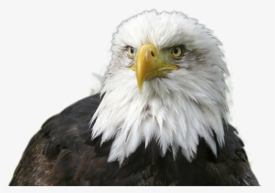 Eagle With A Crown, HD Png Download, Free Download