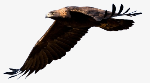 Eagle Png Background - Golden Eagle No Background, Transparent Png, Free Download