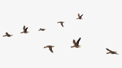 Download For Free Birds Png Icon - Flock Of Birds Flying Away, Transparent Png, Free Download