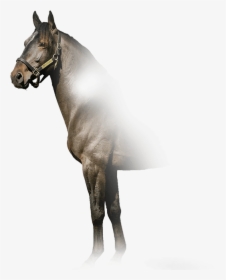 Kadabra - Stallion - Stallion, HD Png Download, Free Download