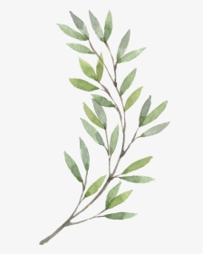 Plants Flower Wreath Watercolor Painting Hand-painted - Olive Branch Watercolor Clipart, HD Png Download, Free Download