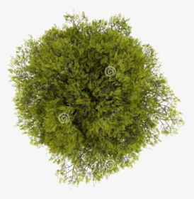 Tree Png Top View Transparent Tree Top View Images - Transparent Png Format Plant Top View Png, Png Download, Free Download