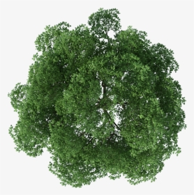 Rendering Top Tree View Download Free Image Clipart - Top View Tree Plan Png, Transparent Png, Free Download