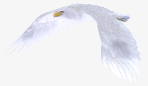White Eagle Flying, HD Png Download, Free Download
