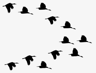Flock Of Ducks Flying Silhouette - Flock Of Birds Clipart, HD Png Download, Free Download