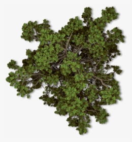 #trees #tree #nature #topview - Trees Png Top View, Transparent Png, Free Download
