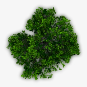 Planting Clipart Top View - Tree Plan Png For Photoshop, Transparent Png, Free Download
