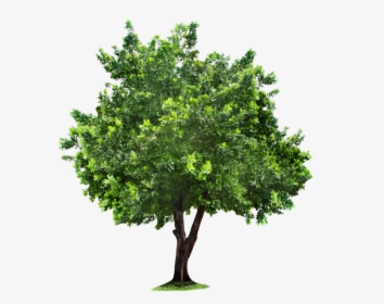 Tree Png Image - Tree Png For Photoshop, Transparent Png, Free Download