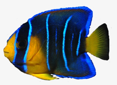 Download Free Fish Png Transparent Images Transparent - Fish Png Transparent, Png Download, Free Download