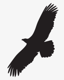 Black And White Eagle - Silhouette Of A Bald Eagle, HD Png Download, Free Download