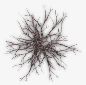 Dead Tree Plan Png, Transparent Png, Free Download