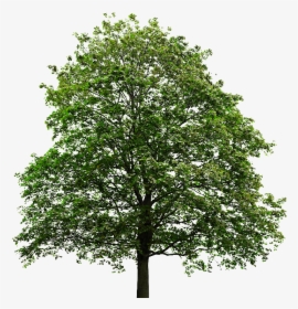 Maple Tree Png - Tree No Back Ground, Transparent Png, Free Download