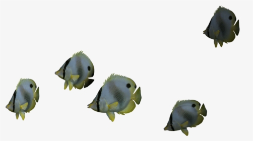 Download Ocean Fish Png File - Real Ocean Animals Png, Transparent Png, Free Download