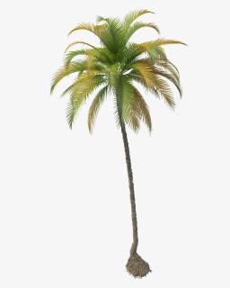 Transparent Tree Png Plan View - Coconut Tree Png File, Png Download, Free Download