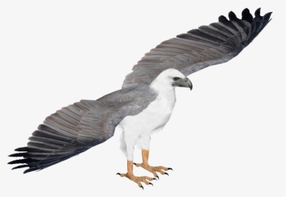 White Bellied Sea Eagle Png, Transparent Png, Free Download