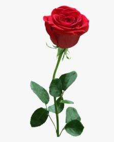 Rose Flower Png Image Free Download Searchpng - Bb&t Center, Transparent Png, Free Download