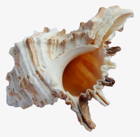 Shell Transparent Ocean - Sea Shell Png Transparent, Png Download, Free Download