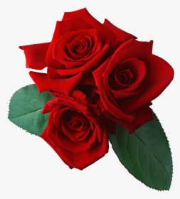 Three Red Rose Png Flower - Roses Transparent Background, Png Download, Free Download