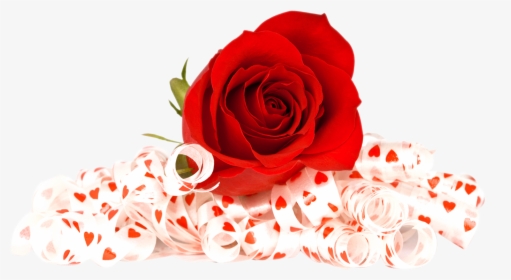 Red Rose In Png, Transparent Png, Free Download