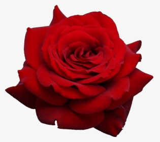 Rose Flowers Png Images - Png Gulab Ka Phool, Transparent Png, Free Download