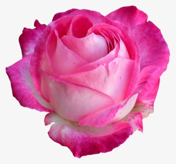 Rose, Bright Rose, Rose Png - Rose Png, Transparent Png, Free Download