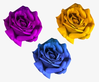 Rose Flowers Png Free - Rose Flowers Pics Png, Transparent Png, Free Download