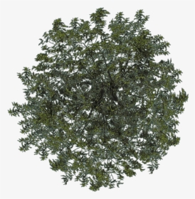 Photoshop Trees Plan Png - Transparent Background Trees Top View Png, Png Download, Free Download