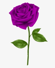 Purple Rose Transparent Png, Png Download, Free Download