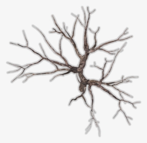 Dead Tree Top View, HD Png Download, Free Download