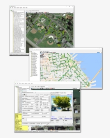 Transparent Aerial Tree Png - Arbor Pro Software, Png Download, Free Download