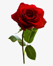 American Beauty Red Rose, HD Png Download, Free Download