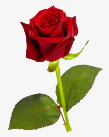 Red Rose Flowers Hd, HD Png Download, Free Download