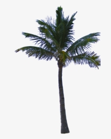Palm Tree Png - Palm Tree Png File, Transparent Png, Free Download
