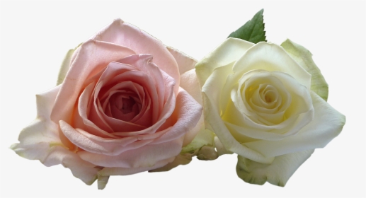 Wedding Rose Flower Png - Rose Flower Png, Transparent Png, Free Download
