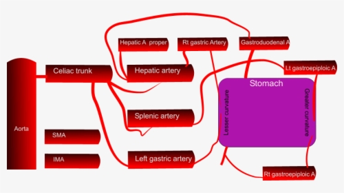 Blood Supply Stomach Schematic - Stomach Blood Supply Diagram, HD Png Download, Free Download