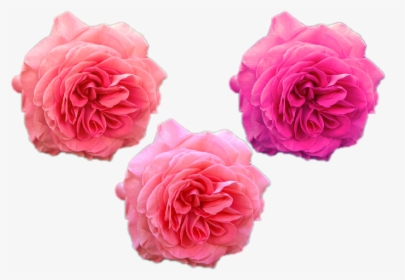 Transparent Rose Flowers Png - Rose, Png Download, Free Download