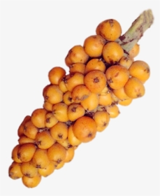 Gravatá Planta, HD Png Download, Free Download