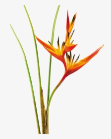 Heliconia Psittacorum Png, Transparent Png, Free Download