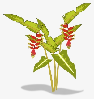 Heliconia Clipart, HD Png Download, Free Download