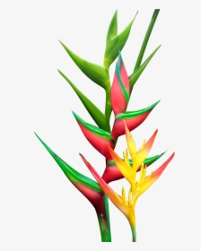 Heliconia Png, Transparent Png, Free Download