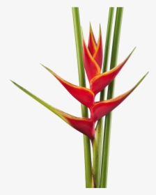 Heliconia Caribaea X Bihai Richmond Red - Heliconia Png, Transparent Png, Free Download