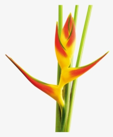 Transparent Heliconia Png - Heliconia Tri Color, Png Download, Free Download