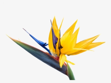 Heliconia - Bird Of Paradise Flower Png, Transparent Png, Free Download