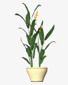 3d Flowers - Heliconia - Acca Software - Heliconia Subulata Png, Transparent Png, Free Download
