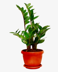 Plants Houseplant Room Sala Free Frame Clipart - Flowerpot, HD Png Download, Free Download