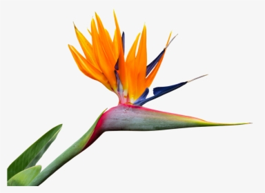 Caudata, Strelitzia, Bird Of Paradise Flower, Isolated - Birds Of Paradise Png, Transparent Png, Free Download