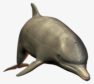 Dolphin Hd 3d Image - Bottlenose Dolphin Dolphin White Background, HD Png Download, Free Download