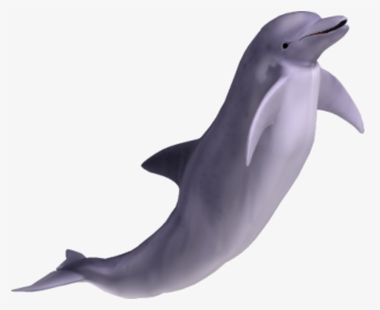 Transparent Dolphin Png - Dolphin Png, Png Download, Free Download