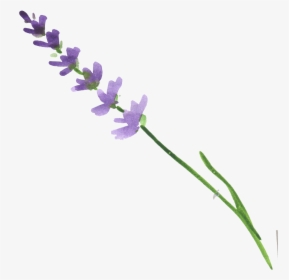 Transparent Lavender Sprig Clipart - Watercolor Lavender Transparent, HD Png Download, Free Download