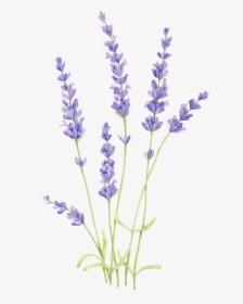 Drawing Watercolor Painting English Lavender Lavender - Lavender Drawing, HD Png Download, Free Download